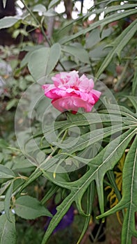 Beautifull rose in garden