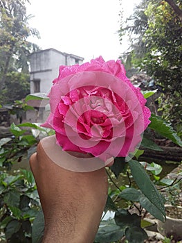 A beautifull rose on a hand