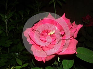 A beautifull rose of my garden