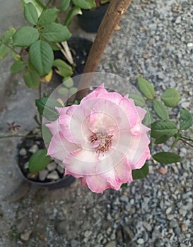 Beautifull Rose pink flowers