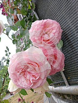 Beautifull roses on my balkony