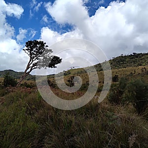 Beautifull scenary of a solitary tree on cloudy ,blue sky background amongst the grasslands of Horton Plains, Sri Lanka.