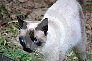 Beautifull siames cat at garden photo