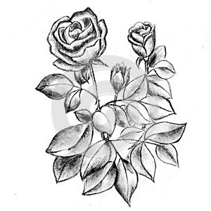 Beautifull sketch of roses, handdrawing art.