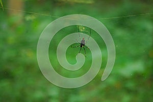 Beautifull spider with net stock image