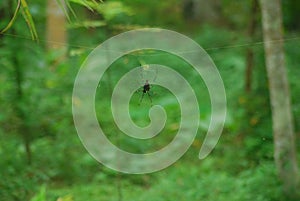Beautifull spider with net stock image
