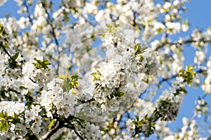 Beautifull spring white flowers cherry tree