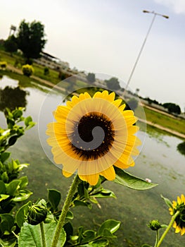 Fresh Sun Flower photo