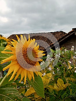 Beautifull Sun flowers