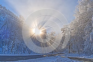 Beautifull sun rays in a winter woodland landscape