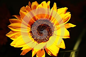 Beautifull Sunflower taken with a Nice background