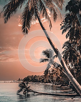 Beautifull sunset at beach of Maldives local island. Palm trees surrounding