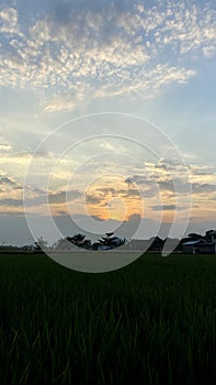 Beautifull sunset betwen rice field and blue sky