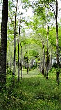 Beautifull trees in forest