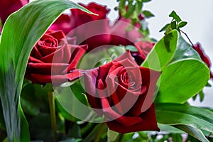 Beautifull two red roses flowers bouquet with leaves