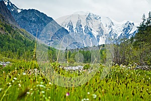 Beautifull valley with view to snow mountains and green plants