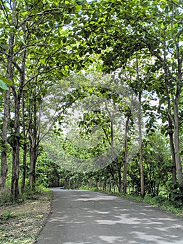 Asphal road in the middle of teak wood