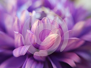 Beautifull violet chrysanthemum