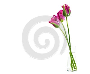 Beautifull Viridiflora tulip named Pimpernel, in a glass vase, isolated on white