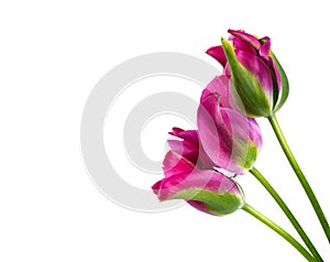 Beautifull Viridiflora tulip named Pimpernel, isolated on white photo