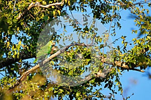 Beautifull vivid blue or turquoise fronted green parrot, Amazona Aestiva, in rainforest, Pantanal, Brazil