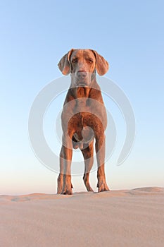 A beautifull weimeraner poses on the beach in this image