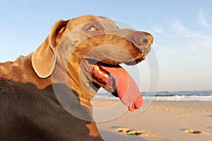 A beautifull weimeraner poses on the beach in this image