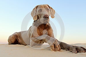 A beautifull weimeraner poses on the beach in this image