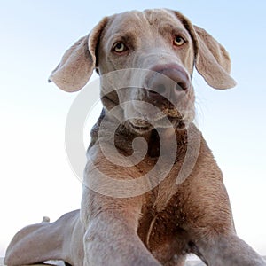 A beautifull weimeraner poses on the beach in this image