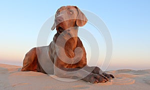 A beautifull weimeraner poses on the beach in this image