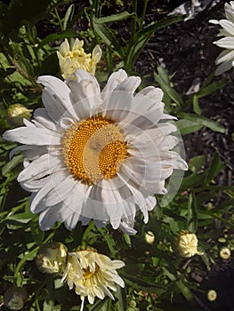 Hermoso blanco margarita en lleno a florecer 