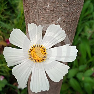 A beautifull white flower