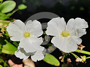 Beautifull white Flower