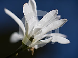 Beautifull white flower in blue sky