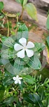 the beautifull white flower in the garden