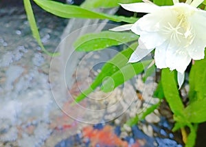 Beautifull of white flower on the top of fish pond