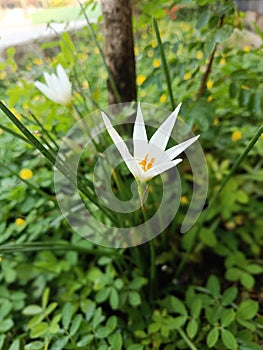 Beautifull white green flowers in the garden