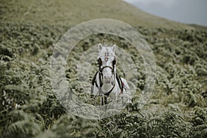 beautifull white horse in savana bromo