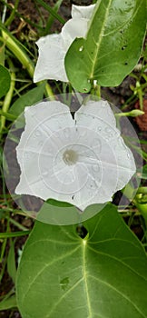 beautifull white kale flower among grass after rain day