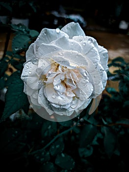 Beautifull white rose