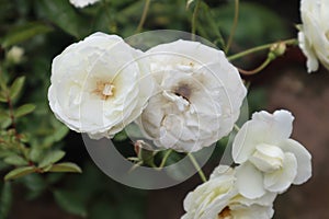 Beautifull white roses in nature
