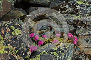 Beautifull wild purple, pink mountain flowers in stones