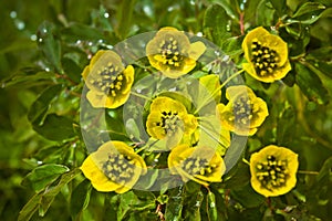 Beautifull wild yellow mountain flowers