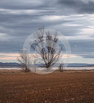 Beautifull Winter Trees at the Nature Reserve of the Gallocanta Lagoon