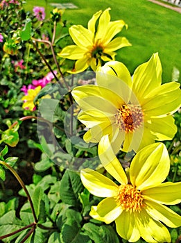 Beautifull yellow flower