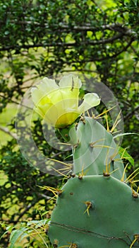 Beautifull yellow flower