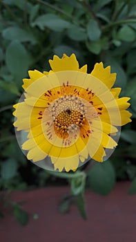 Beautifull yellow flower captured in rail museum delhi by me