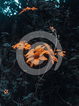 Beautifull yellow flower of ecuador photo