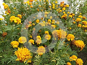 Beautifull yellow marigold flower in a garden