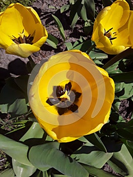 Beautifull yellow tulips blooming in the sunshine
